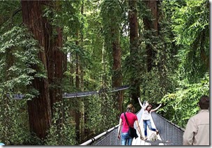 eureka.redwoods.skywalk-1024x709