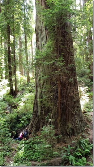 sequoia.park_.giant_.tree_-576x1024