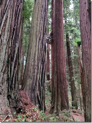 sequoia.park_.platform.dista_-768x1024