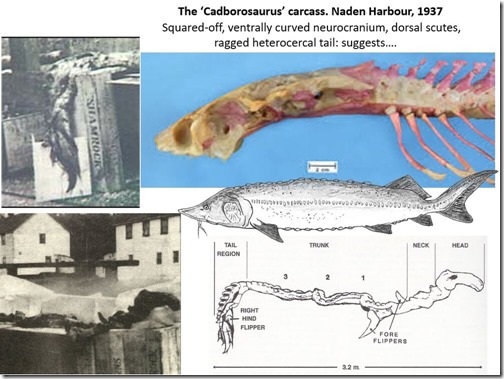 Naden-Habour-Cadborosaurus-carcass-Nov-2020-sturgeon-slide-1020px-128kb-Darren-Naish-Tetrapod-Zoology