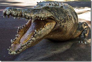 Cameron the saltwater crocodile at Australia Zoo, Sheba-Wikipedia CC BY-SA 2.0 licence