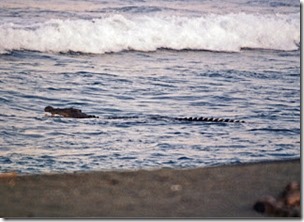 Saltwater crocodile, foraging in surf, R Brown et al-ZooKeys-Wikipedia CC BY 3.0 licence