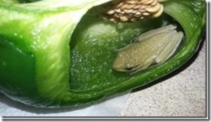 frog-green-pepper_thumb