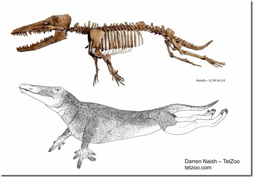 Migo-1994-Feb-2021-Ambulocetus-montage-985px-90kb-Feb-2021-Darren-Naish-Tetrapod-Zoology