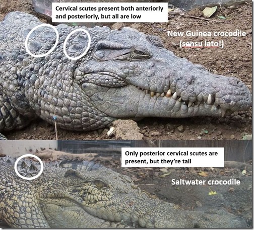 Migo-1994-Feb-2021-NG-croc-and-Saltie-scutes-compared-790px-174kb-Feb-2021-Darren-Naish-Tetrapod-Zoology