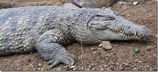 Migo-1994-Feb-2021-New-Guinea-crocodile-wikipedia-1411px-290kb-Feb-2021-Darren-Naish-Tetrapod-Zoology
