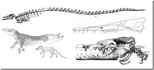 Migo-1994-Feb-2021-archaeocete-montage-1273px-108kb-Feb-2021-Darren-Naish-Tetrapod-Zoology