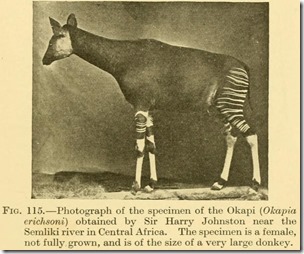 Photograph_of_Okapi_From_the_book_Extinct_Animals