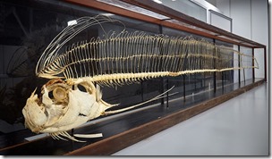 museum-oarfish-skeleton-two-column.jpg.thumb.768.768