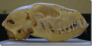 Montauk-Monster-revamp-Oct-2021-raccoon-skull-wikipedia-Peter-Halasz-CC-BY-Sa-2-5-1175px-63kb-Oct-2021-Tetrapod-Zoology