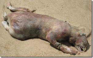 Montauk-Monster-revamp-Oct-2021-whole-carcass-left-lateral-1285px-117kb-Oct-2021-Tetrapod-Zoology