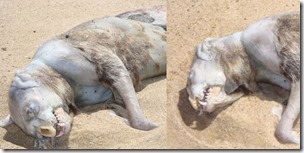 Montauk-Monster-revamp-Oct-2021-whole-carcass-right-lateral-montage-1406px-136kb-Oct-2021-Tetrapod-Zoology