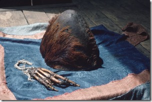 4d1e5ef955d89bbf4e_GettyImages-3137953