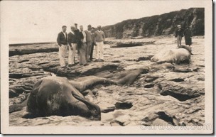 Postkarte-1925-gestrandeter-Schnabelwal-Santa-Cruz-California