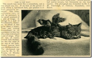 Wiveliscombe winged kitten, sepia, Strand Magazine, November 1899, public domain