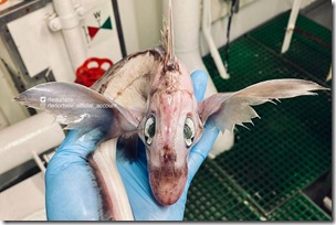 1_PAY-Fisherman-finds-BABY-DRAGON-in-depths-of-Norwegian-Sea-leaving-Instagram-users-terrified