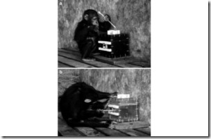 chimp-box-205x300