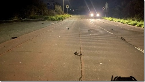 _123223323_deadbirds