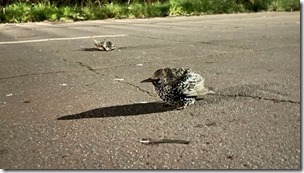 _123224256_deadbirds2