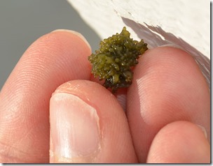 640px-nostoc-lamiot-normandie-france-janvier-2012-a-03-49373