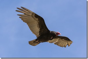 A turkey vulture, Cathartes aura, in flight. Cape Dolphin, Falkland Islands. (Photo by: Sergio Pitamitz / VWPics/Universal Images Group via Getty Images)