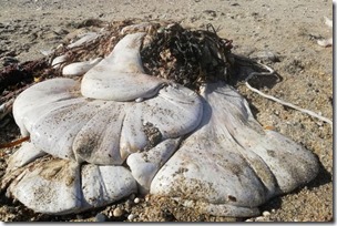 0_Whale-stomach-washed-up-on-beach