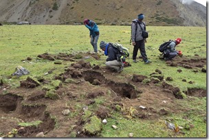 Diggings-sings-of-Tibetan-brown-bear-for-Himalayan-marmot_Madhu-Chetri