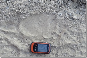 bear-footprint