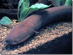 34.-Electric-Eel-768w