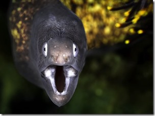 35.-White-eyed-eel-768w