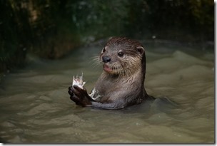 37.-Oriental-small-clawed-otter-768w