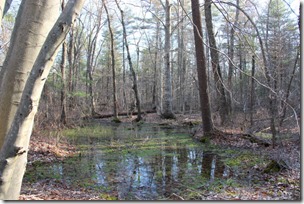 hockomock-swamp