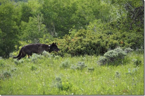 Photo-of-1084F-taken-in-North-Park-Colorado-July-2019-submitted-anonymously-to-CPW