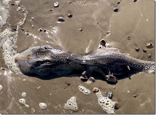 0_Alien-like-sea-creature-over-2-feet-long-baffles-locals-after-washing-up-on-UK-beach