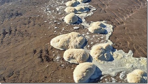 0_Welsh-beach-covered-in-weird-white-brains-leaves-people-baffled