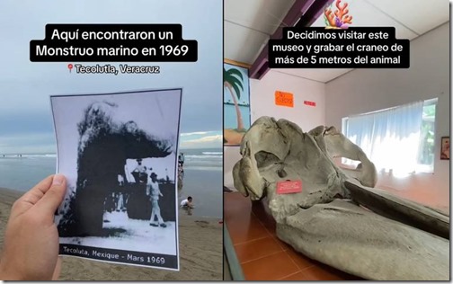 ¿Existió un monstruo marino en Tecolutla- Lo puedes conocer en el museo de la ciudad