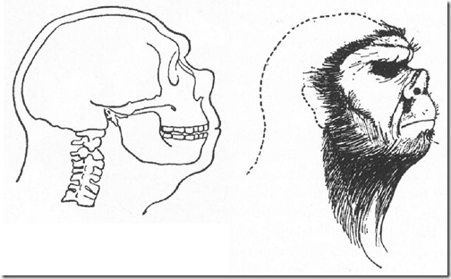 Minnesota-Iceman-Heuvelmans-review-Sept-2023-Heuvelmans-Neanderthal-1072px-97kb-Sept-2023-Tetrapod-Zoology