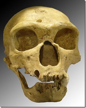 Minnesota-Iceman-Heuvelmans-review-Sept-2023-Neanderthal-skull-655px-84kb-Sept-2023-Tetrapod-Zoology