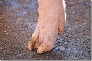 Pig Hoof