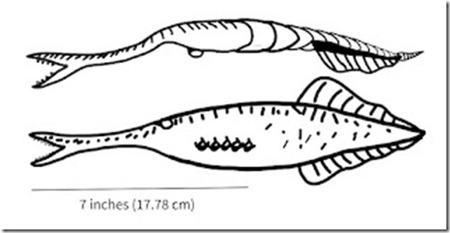 Tullimonstrum as invertebrate, above, and as vertebrate, below - Fossiladder 13-Wikipedia CC BY-SA 4.0 licence