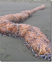 waikanae-tentacle-covered-mass