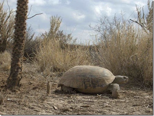 Gopherus flavomarginatus