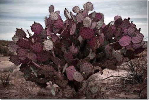 Opuntia violácea