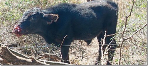 IMG-20250825-WA0008-1024x453