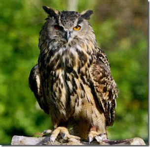 Owl - Bird of Wisdom 2 bl