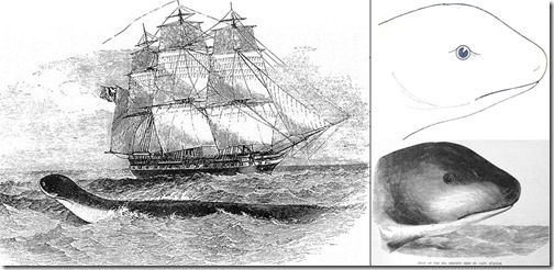 Shine-Sea-Serpents-Mar-2025-ZSL-2011-Daedalus-montage-1616px-242kb-Mar-2025-Darren-Naish-Tetrapod-Zoology