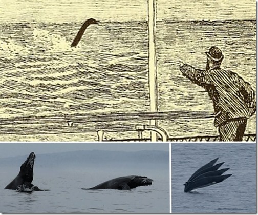 Shine-Sea-Serpents-Mar-2025-ZSL-2011-Shine-montage-City-of-Baltimore-1879-1101px-186kb-Mar-2025-Darren-Naish-Tetrapod-Zoology