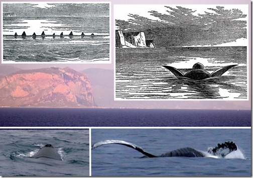 Shine-Sea-Serpents-Mar-2025-ZSL-2011-Shine-montage-Osborne-1877-1313px-251kb-Mar-2025-Darren-Naish-Tetrapod-Zoology