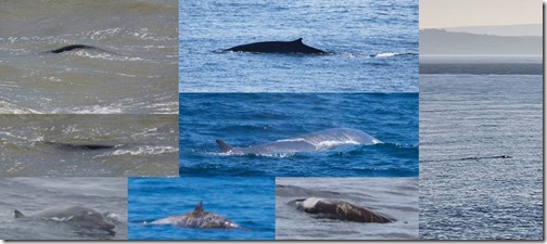 Shine-Sea-Serpents-Mar-2025-marine-animals-montage-1810px-225kb-Mar-2025-Darren-Naish-Tetrapod-Zoology