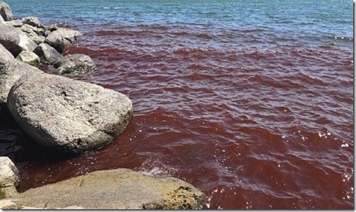 news-hq-blood-red-sea